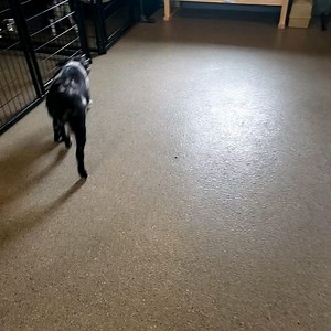 Little by little Bennys understanding the commands. | K9 KINDERGARTEN