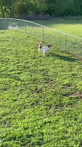 Friendly mini donkey tries to befriend everyone he meets