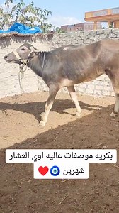 1.3K views · 17 reactions | اذكر الله懶 بسم الله ماشاء الله تبارك الرحمن #محمودابودهر #سوقنا_كل_يوم | سوقنا كل يوم | Facebook