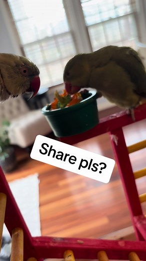 Beaker is learning to share with Ducky! #daddysgirl #birdsoftiktok #parrotsoftiktok #talkingbird #talkingparrot #cuteanimals #funnyanimals #babyanimals #family #baby #parrot