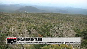 ▪ ENDANGERED TREES Korean researchers to revive endangered Korean fir through gene diversification | Arirang News