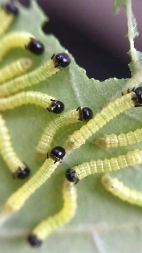 1.3K views · 56 reactions | The Rosy Maple Moth, found in Eastern North America, is known for its bright pink and yellow wings but the species has been known to be lack all color. Adults do not have mouths and cant feed. Living for about one week, their only purpose is to mate and produce the next generation.Pictured: Dryocampa rubicunda | Butterfly Babe | Facebook