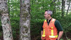 Can you tell the difference between different species of maple? #ForestryOnTheFly is back with Reg Woods, BSc.F, RPF, a graduate of UNB Forestry and Environmental Management, University of New Brunswick. He talks with us about sugar maple, one of the most important hardwood trees in our value chain. | Irving Woodlands