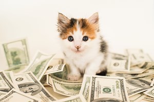 CryptoKitties Maker on $100,000 Digital Cats: 'It's Crazy'