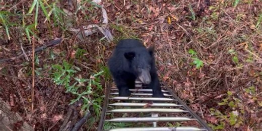 ‘Getting way out of hand:’ Black bear hunting season in La. could begin in 2024