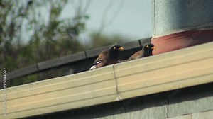 Common Indian Myna Birds Hopping Along Guttering On Roof With Chimney And Solar Panels Daytime Australia Gippsland Victoria Maffra