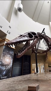 Discover Bishop Museum’s newest dinosaur exhibit, Expedition Dinosaur: Into the Deep. Featuring parallels between prehistoric marine ecosystems and the diverse aquatic habitats surrounding our islands today. Use code DINO20 to get 20% off when you book online. Open daily, 9am–5pm. | Bernice Pauahi Bishop Museum