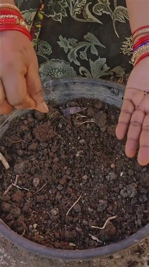 Growing Salvia White from Seeds: 1 Month Update