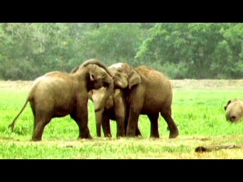 Saving the Last Asian Elephants - A Fight Against Extinction