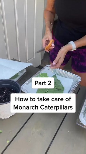 Caring for Monarch Caterpillars: A Step-by-Step Guide