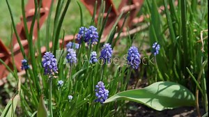 Muscari Armeniacum Grape Hyacinth Blooms in Early Spring. Flowers in the Garden
