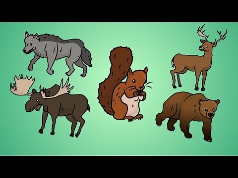 Draw Five: How to Draw Forest Animals