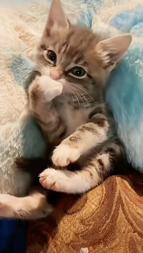 Who can resist falling in love with such a beautiful, sleek and adorable kitten?