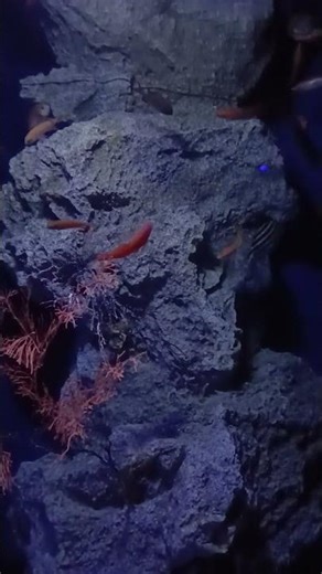深場の魚たち【沖縄美ら海水族館】