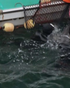 1K views · 1.9K reactions | Dolphin Project on Reels | Facebook