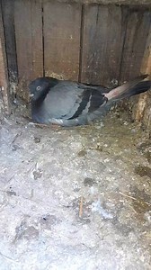 kabutar baby growth ✨️ video || shorts growth ✨️ || small to capital pigeons #cscpigeonslover | CSC Pigeons lover