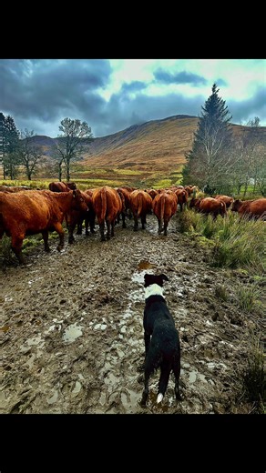Exploring the Beauty of Scotland's Mountains and Farms