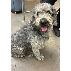 Phoenix, AZ - Poodle (Standard)/Labrador Retriever. Meet IRIS a Pet for Adoption - AdoptaPet.com