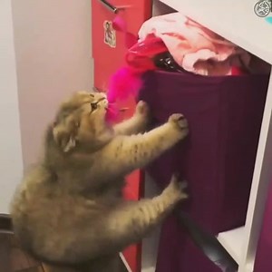 Cat is desperate to get her toy! | Amazingly Cat
