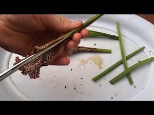 Dissecting Whats Inside the Stomach of an North American Carnivorous Plant - Must See!
