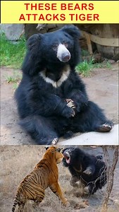 3.5K reactions · 13 shares |  Sloth Bear vs Tiger!  Discover the Killer Attitude of India’s Fiercest Bear  Why Even Tigers Think Twice Before Attacking!  #SlothBear #TigerAttack #WildlifeFacts #DeadlyBear #AnimalShowdown #NatureReels #DidYouKnow #WildlifeWarriors #facts #malayalam #didyouknow | Mr.TrendSetter | Facebook