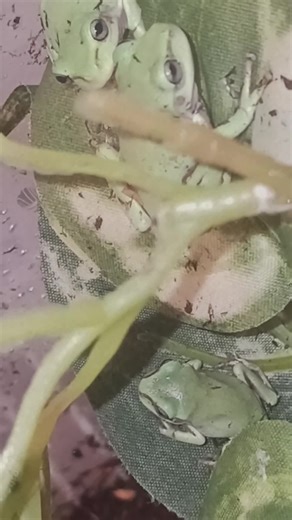 #whitestreefrogs #dumpytreefrog #dumpy #treefrog #frog | frog