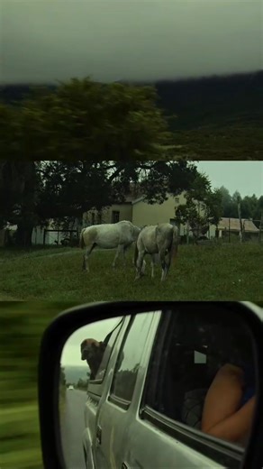 A Misty Afternoon in kwaManqanqa | Nostalgic Forest Cinematography