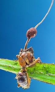 The Fungus That Turns Ants Into Zombies