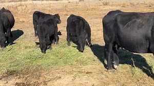 4.4K views · 31 reactions | Feeder Sale, Friday October 24th Jerry and Nancy Harper + Family Paradise Valley, NV At branding 4/15-5/5 Zoetis Ultra Bac 7 / Somnus MERCK Bovilis Nasalgen 3 PMH Multimin Cattle Active Second shot 9/18 Boehringer Pyramid 5 + Presponse SQ ZOETIS Ultra Bac 8 Multimin Cydectin PourOn Cattle Active | Nevada Livestock Marketing | Facebook