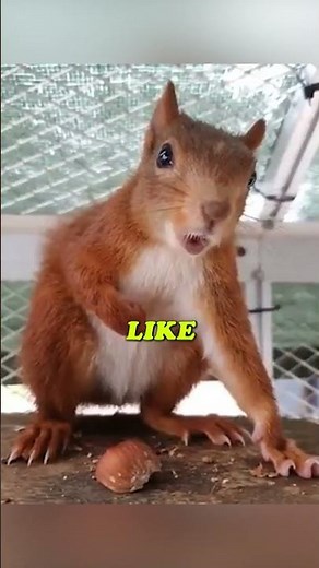 Angry Squirrel Growl Sounds Terrifying 🐿️ #shorts #squirrel #sounds