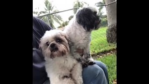 Oreo Rose and Rocky Beau are two of the most darling, gentle, wonderful little Shih Tzus you will ever meet. They love each other dearly, and absolutely love to be with people. Rocky Beau enjoys a nice walk, and both adore being held and cuddled. They also get along well with other dogs. Rocky Beau is a male Shih Tzu, 13 pounds, and approximately 11-12 years old. Oreo Rose is a female Shih Tzu, 9 pounds, and approximately 12-13 years old. Oreo Rose is blind and receives eye drops, which she take