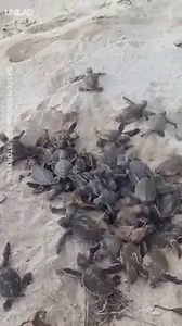 Happy World Turtle Day! Check out these little guys making their way down from their nest to the ocean 🙌🐢 | UNILAD
