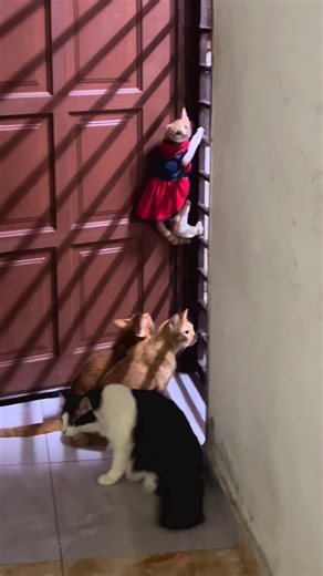 No comment! Baby Nala!