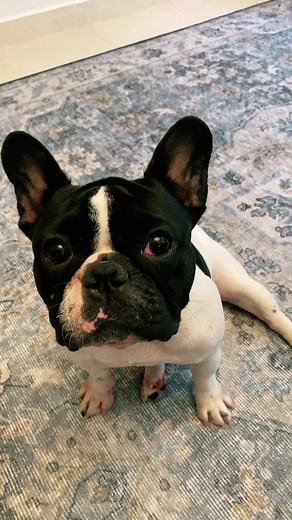 Gizmo, Gwen & Raven on TikTok