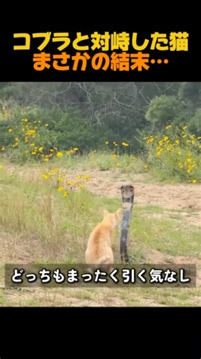 コブラと対峙した猫、まさかの結末ｗ