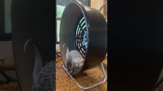 Porcupine exercises with determination and surprising strength today