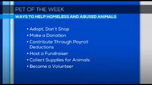 Pet of the week: How to help homeless and abused animals