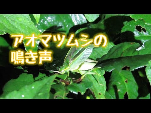 アオマツムシの鳴き声