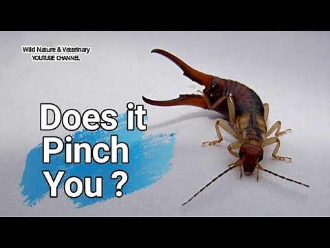 Do Earwigs pinch people? | Earwigs Close Up .