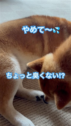 【柴犬】兄の足は臭い⁉︎ #柴犬るい #柴犬そら