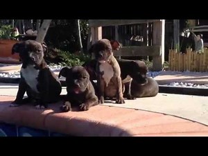 Staffordshire Bull Terriers Puppies for sale (7 weeks)