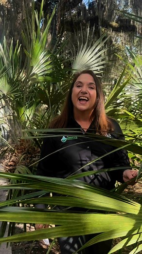 The needle palm gets its name from the long, sharp black needles that adorn its trunk. This Florida-Friendly palm works well as an accent plant or security hedge, but should be planted away from play areas. The evergreen leaves, which are shaped like a fan, create a textured display for any yard. To read more about the needle palm, check out the article on UF/IFAS Gardening Solutions https://gardeningsolutions.ifas.ufl.edu/plants/trees-and-shrubs/palms-and-cycads/needle-palm/ | Florida Master Ga