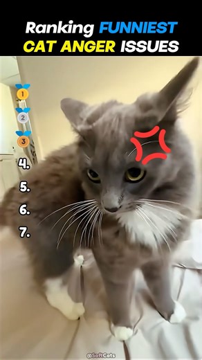 Cats With SERIOUS Anger Issues 😭