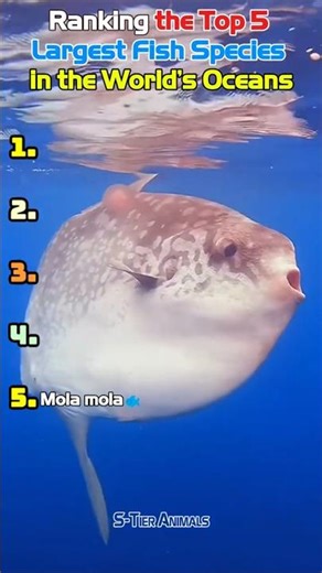 Top 5 Largest Fish in the Ocean (Ranked!)🐋