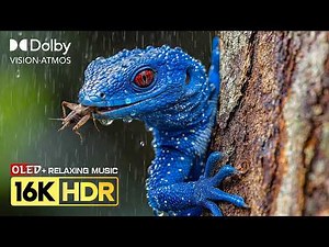 OMG 😮 OLED HDR Test 16K Video | Dolby Vision 8K HDR 240FPS (8K/4K Video TV)