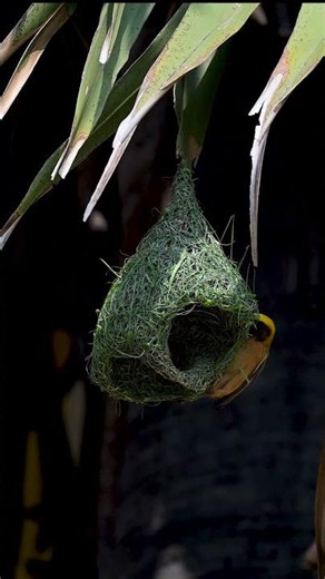 Mystery of weaver bird build making home Amazing bird construction 40#birds #birdsong