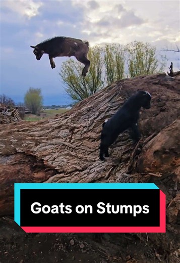 TikTok · The Little-est Farm