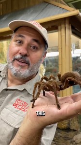 995K views · 14K reactions | The Largest Spider In The World  | Leo Mike | Facebook
