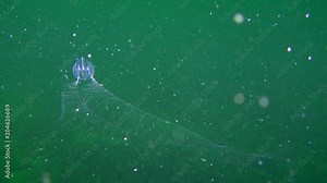 Ctenophora Sea gooseberry (Pleurobrachia pileus) slowly approaches to camera with its straightened tentacles, then draws in the tentacles.