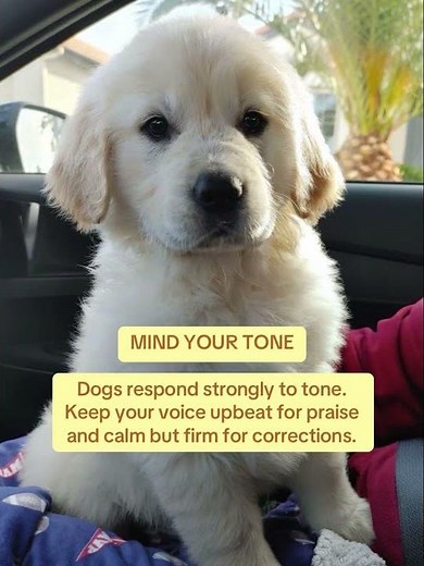 6 tips to raise your puppy right 🐶✨
